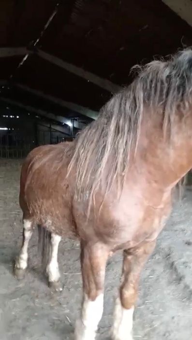 Продам жеребца полутяж