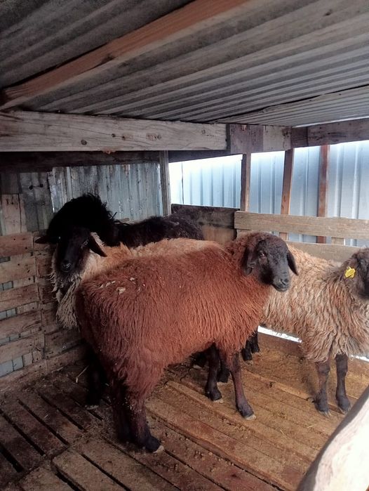 Қой сатылады тоқты қой қозылы қой