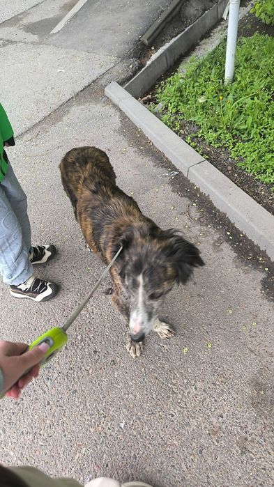 Отдам в добрые руки. Срочно!