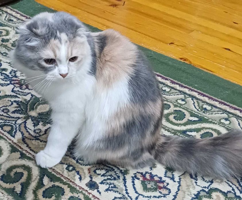 Продаётся кошечка 8 месяцев