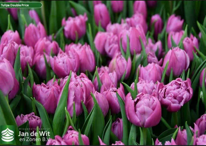 Тюльпаны из теплицы в Караганде к 8 марта