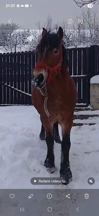 Armăsar de vânzare