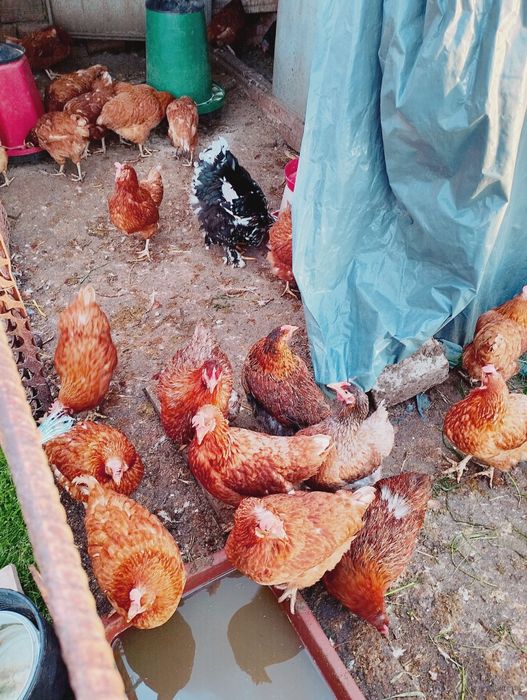 Кокошки носачки на 1година