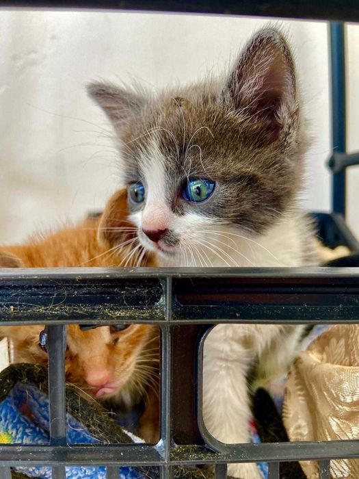 Котенца в добри ръцета! БЕЗПЛАТНО!!!