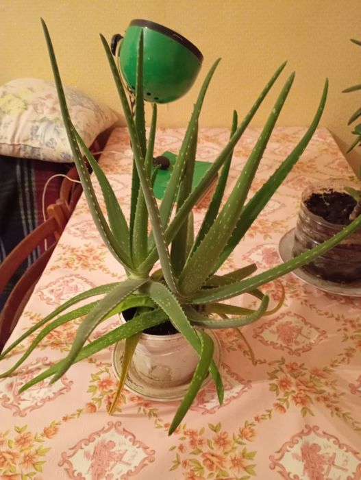 Алоэ Вера продам