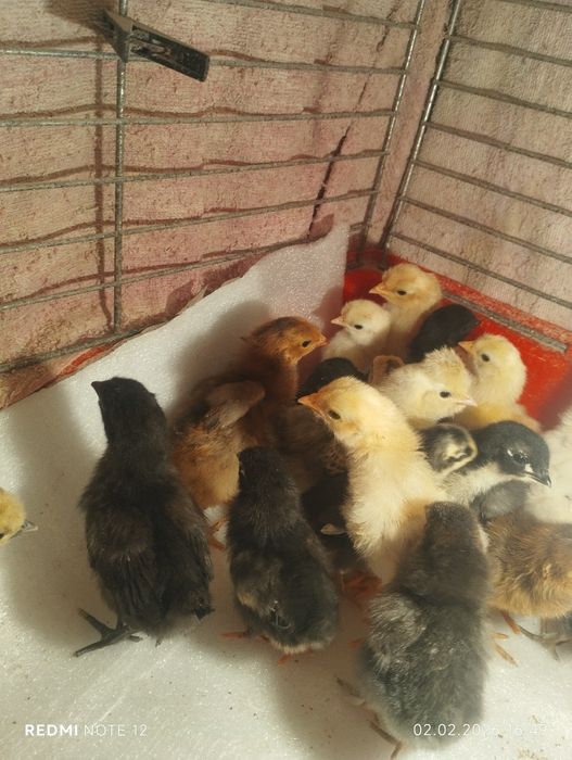 Домашние цыплята