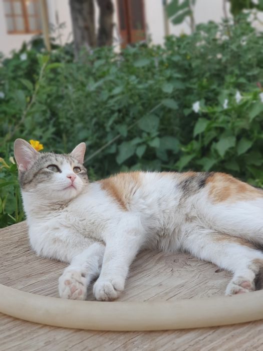 Ona mushuk va bolalari sotiladi