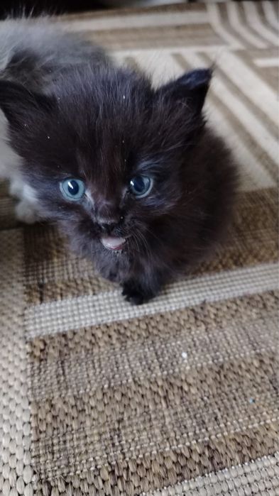 Котята ищут дом.