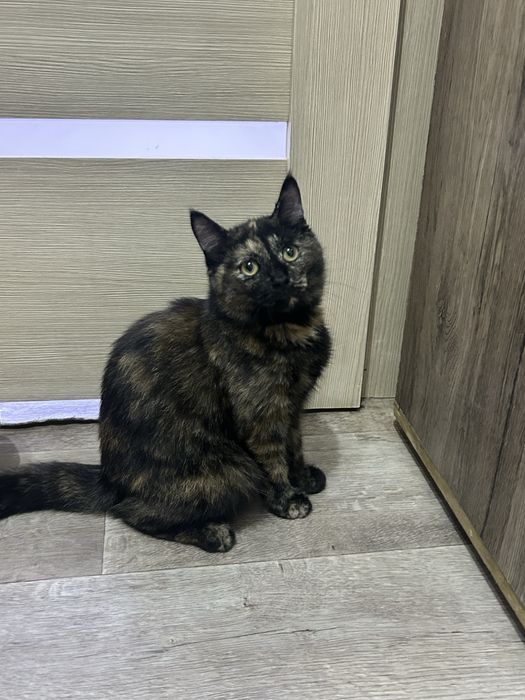 Коричневая красавица ищет свой дом!