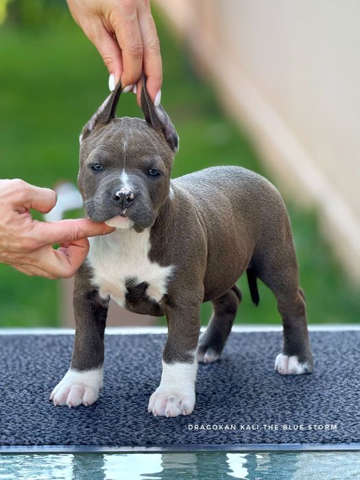 Amstaff rasă pură cu pedigree