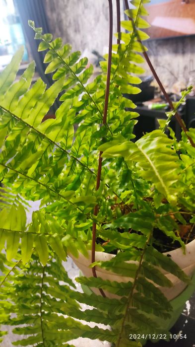 Продам нефролепсис Тигр