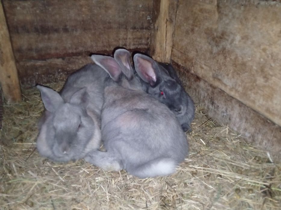 Продам. Кроликов