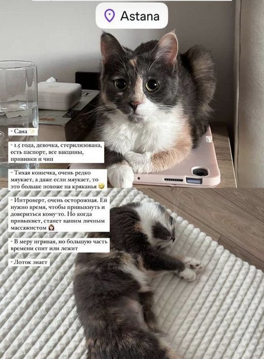 Отдам кошку в добрые руки