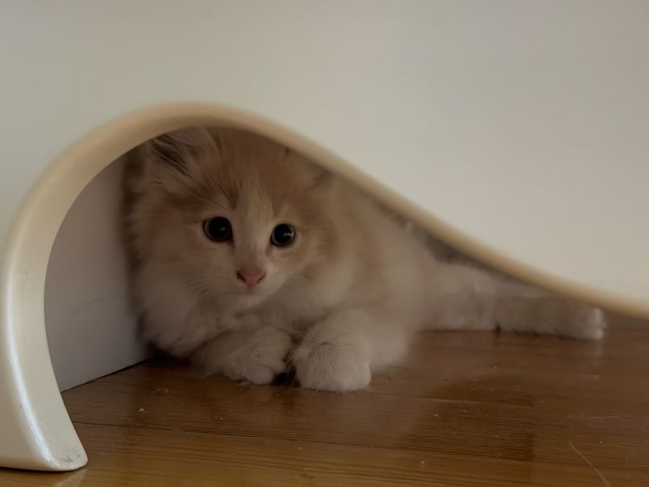 Отдам даром котят 2месяца ,умные,красивые,игривые ,приучены к лотку