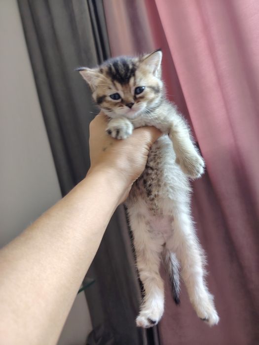 Срочно продаются котята скотиш фонд и скотиш страйт
