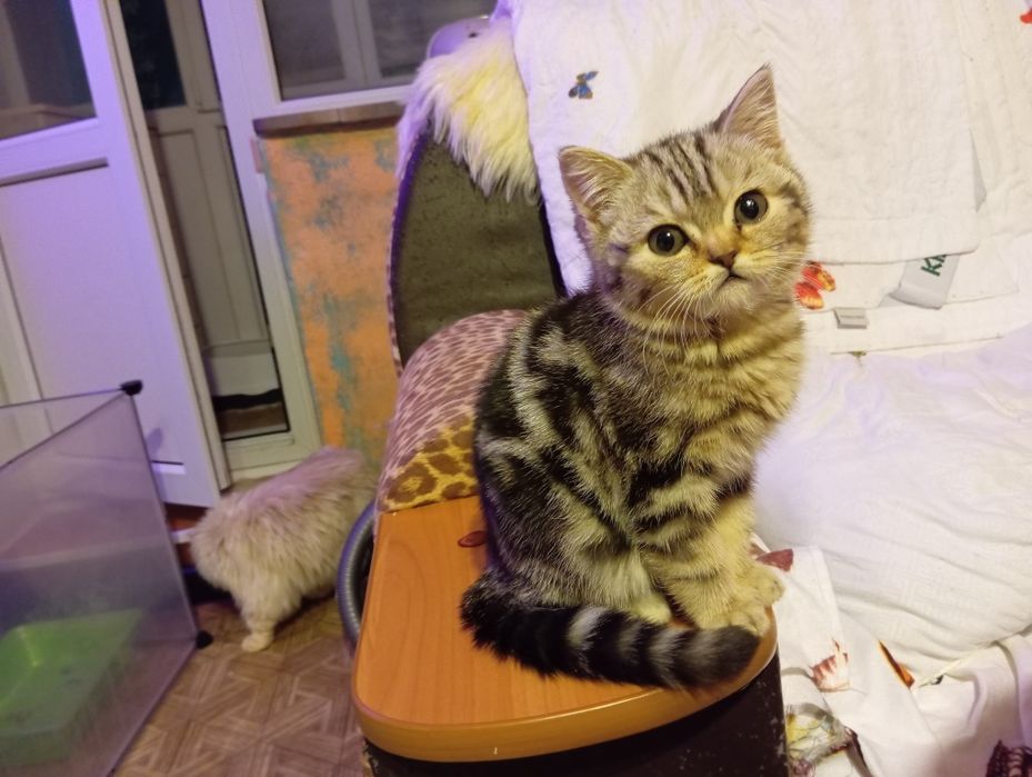 Шотландский котёнок