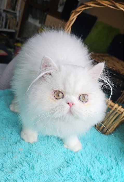 Персийско котенце