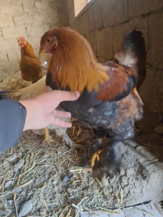 Петушки  молодые активные