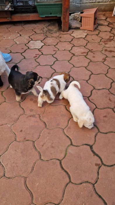 Donez Căței de talie mica