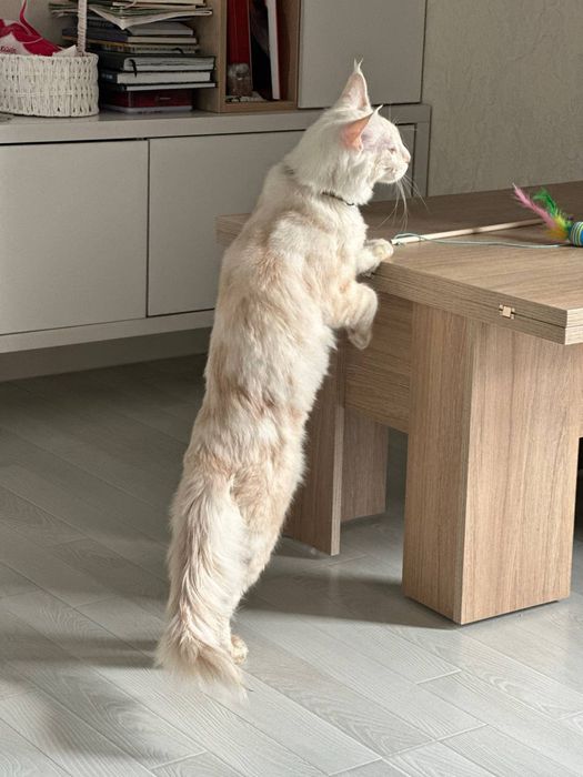 Мийикун угил бола