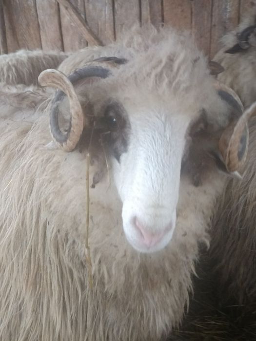 Vând berbec oacheș