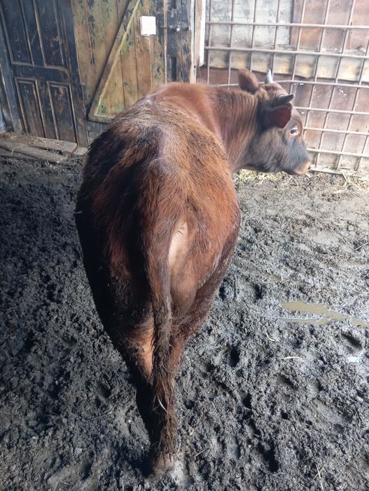 Продам бычка возраст 1,1 год