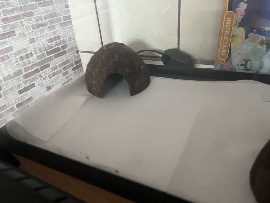 Leopard Gecko mascul 6–8 luni + terariu complet – ridicare personală