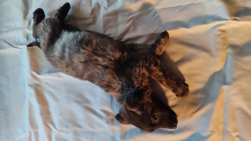 Отдам в хорошие руки собачку