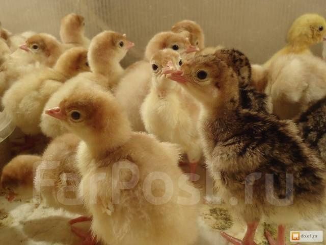 Индюшата и вся сх птица