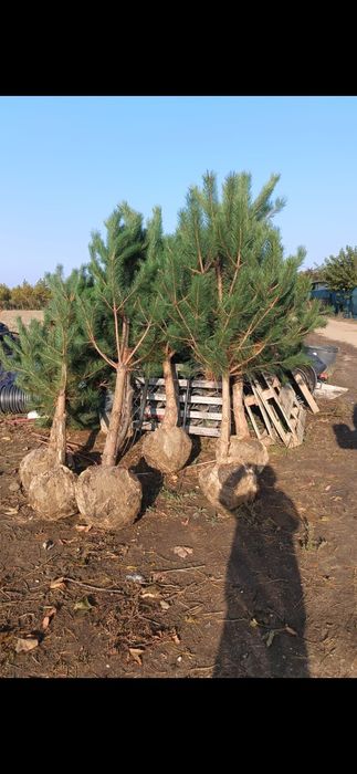 Pin arizonica mesteacăn palmier