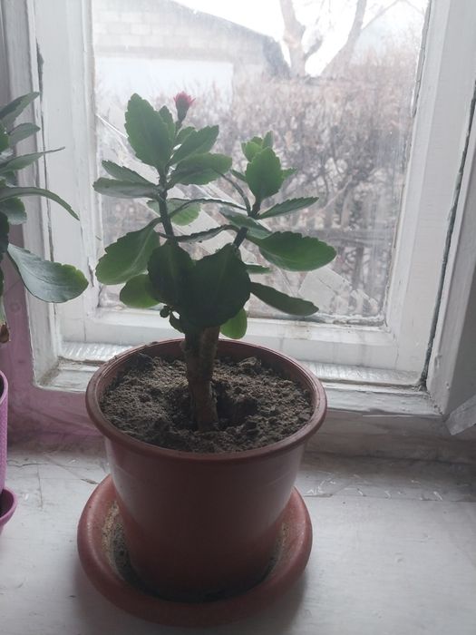 Продаю домашние цветы.