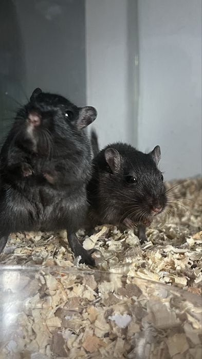 Donez Pui de Gerbil + Adulti