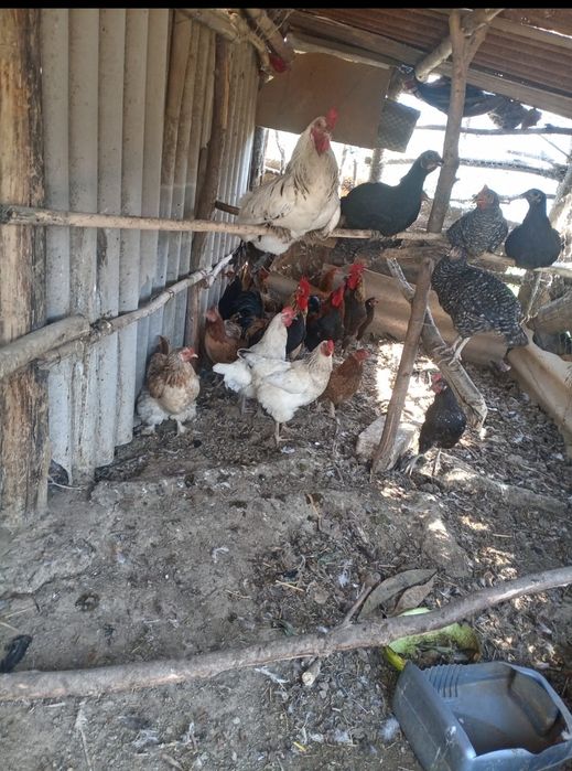 Тауық Сатылады жас