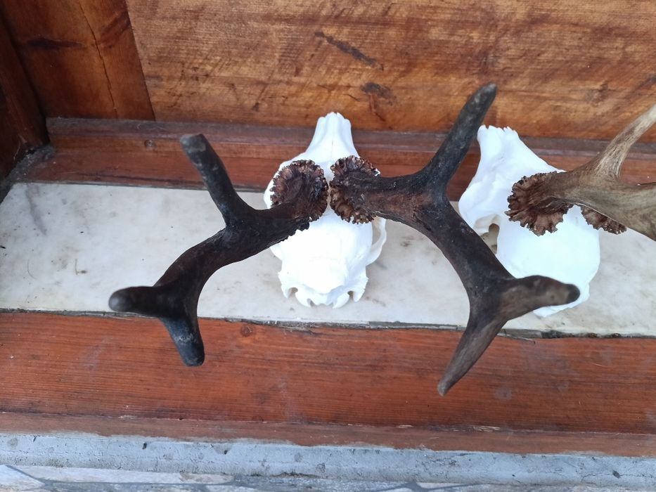Трофей от сръндаци.Рога.2бр