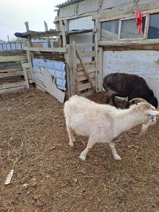 Буаз мартта туады буйырса