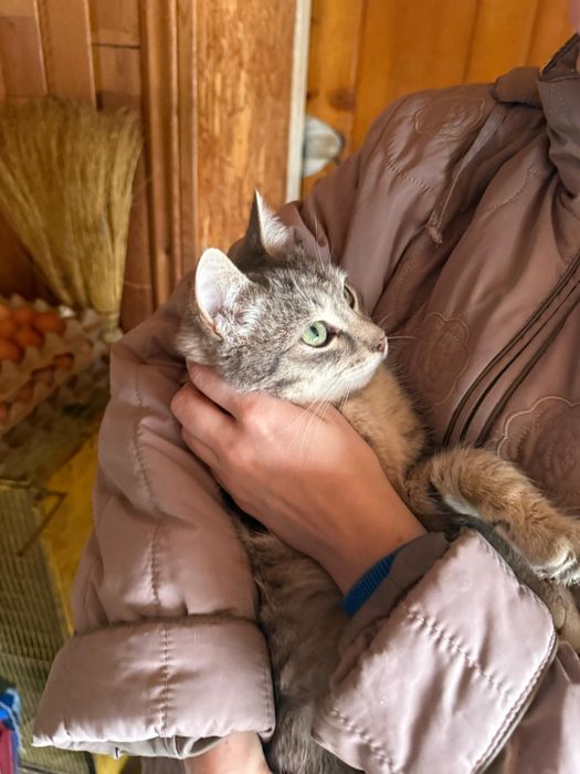 Молодой джентель-кот в добрые руки