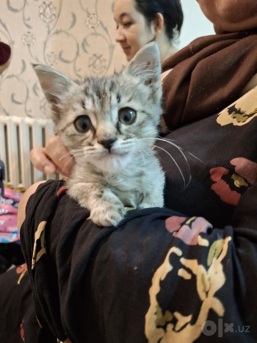 Бесплатно кошка 2 месяц