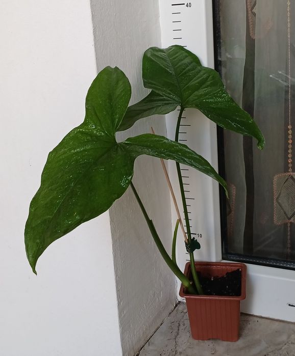 Колекция Сингониуми - Цвете на Щастието