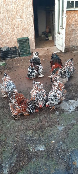 Disponibil pasari brahma, ouă și puișori