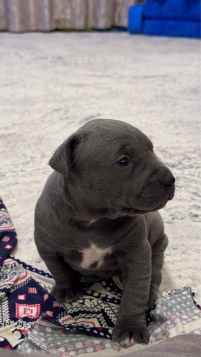 Продаются щенята породы питбуль