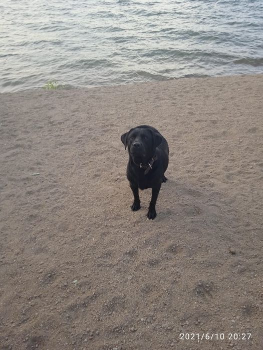 Мальчик ищет невесту