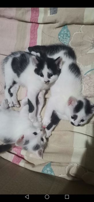 Котята домашние маленькие