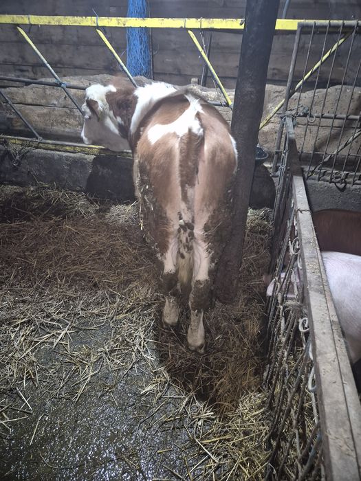 Vitea baltata romaniasca