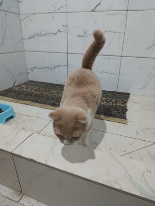 Scottish Fold mushuk sotiladi