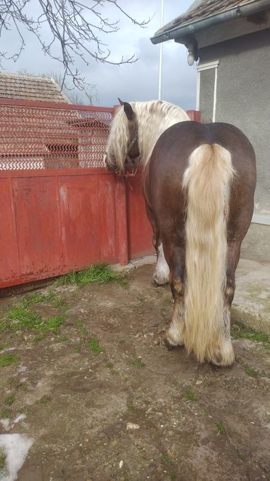 Armăsar disponibil pentru monta!!!