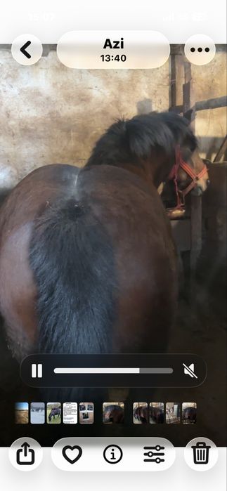 Vand - schimb iapa gestanta,4 ani