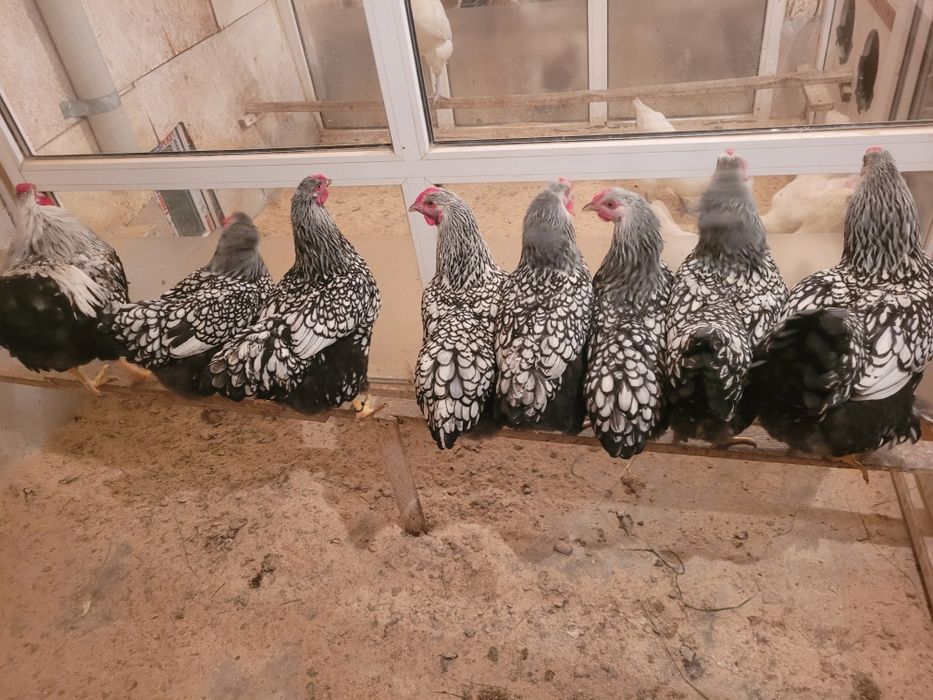 Инкубационное яйцо