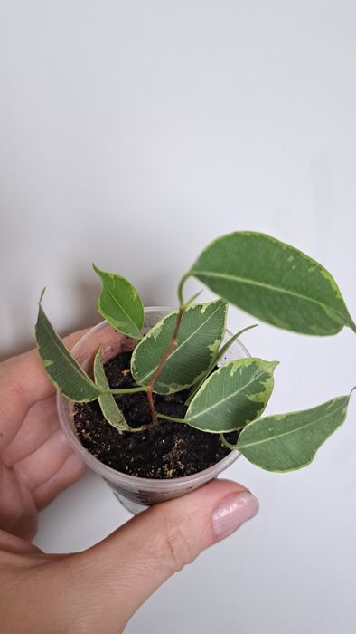 Продам фикус Бенджамина