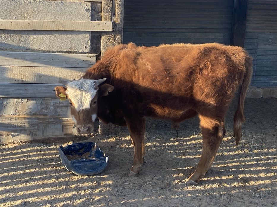 Букалар сатылады…