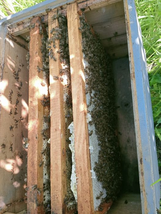 Vând roi pe 3 rame cu puiet capacit